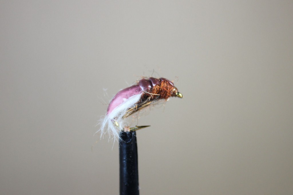 Hydropsyche Caddis Larvae