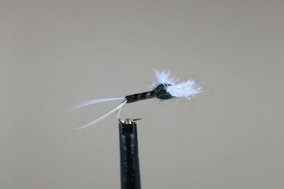 Black Quill Fly