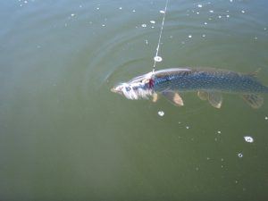 A Meat Puppet in the jaws of a nice Pike