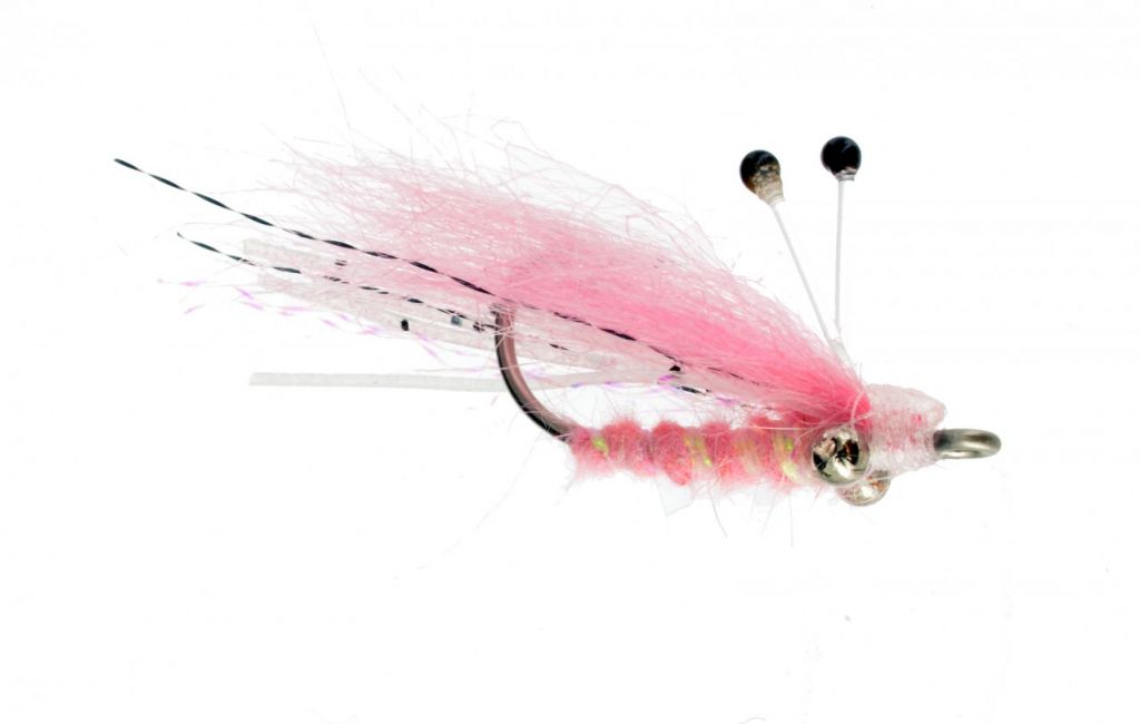 ghost shrimp for fishing