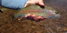 Beautiful Rock Creek Rainbow Trout