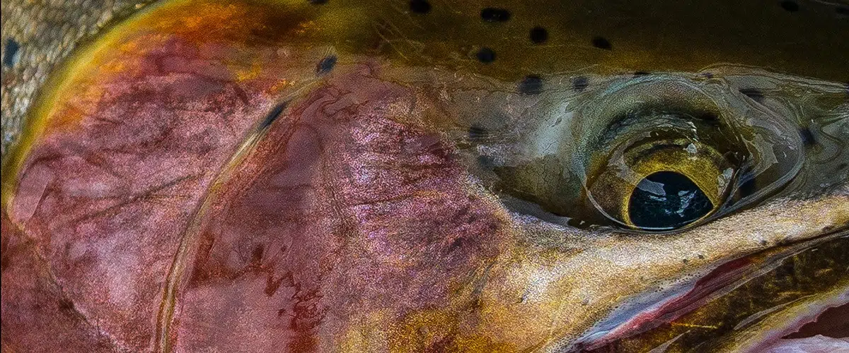 https://catchflyfish.com/wp-content/uploads/2019/08/trout-head1200.jpg.webp